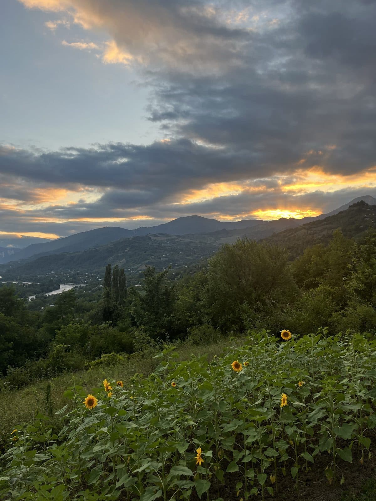 Sunset over the mountains, with sunflowers in the foreground
